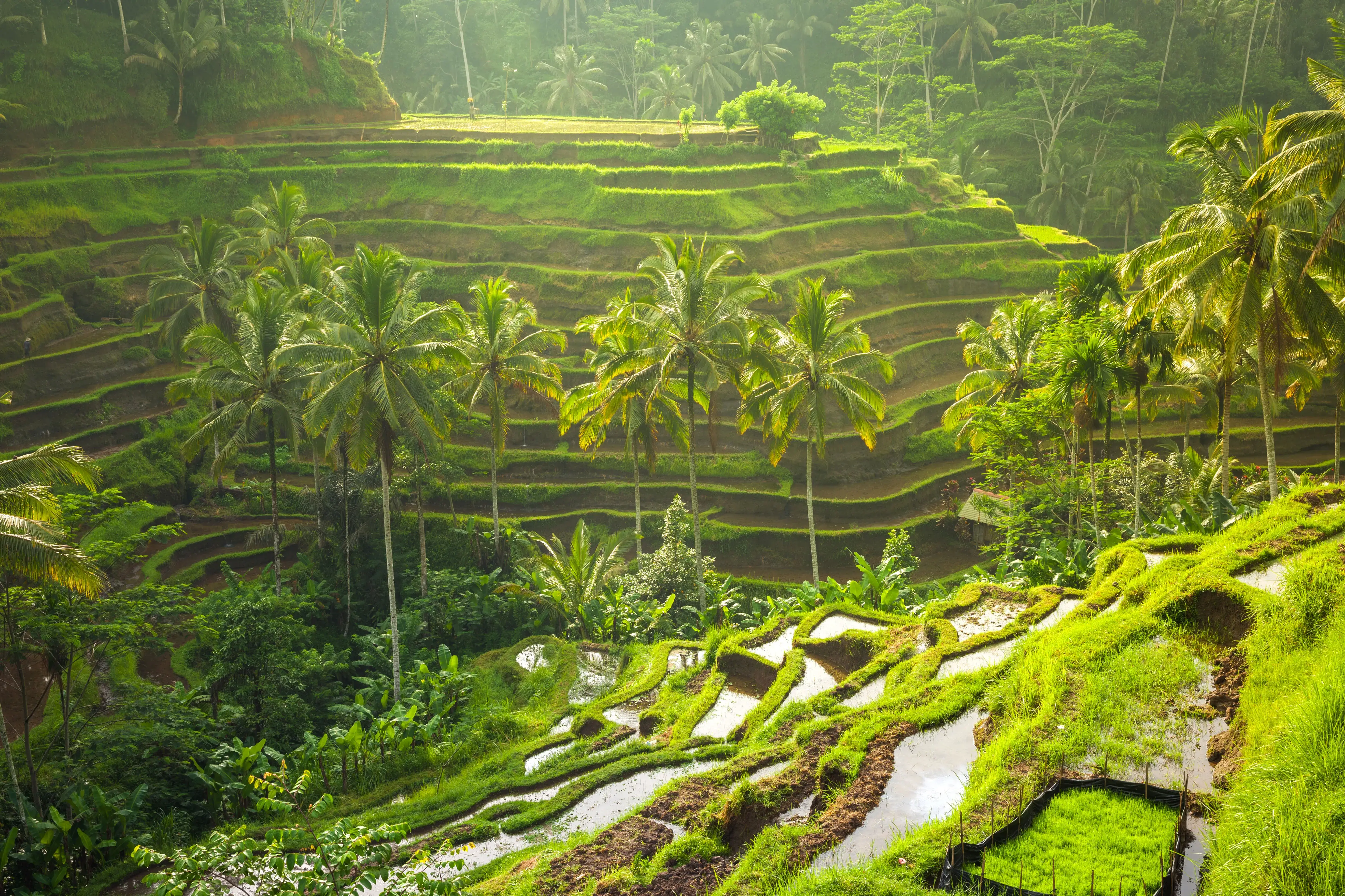 Bali Swing
